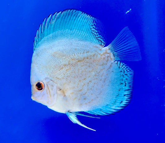 Reflection Deep Discus 3-3.5"