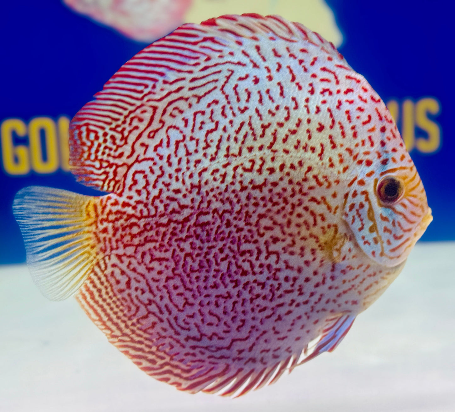 Viper King Discus 5-5.5"