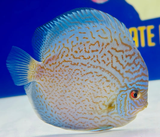 Royal Sapphire Premium Discus 6-6.5"