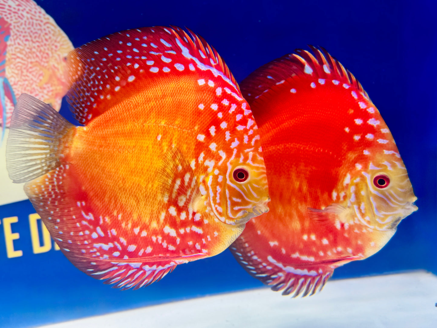 Mateor Pigeon Discus Jumbo Premium 6.5-7.5"