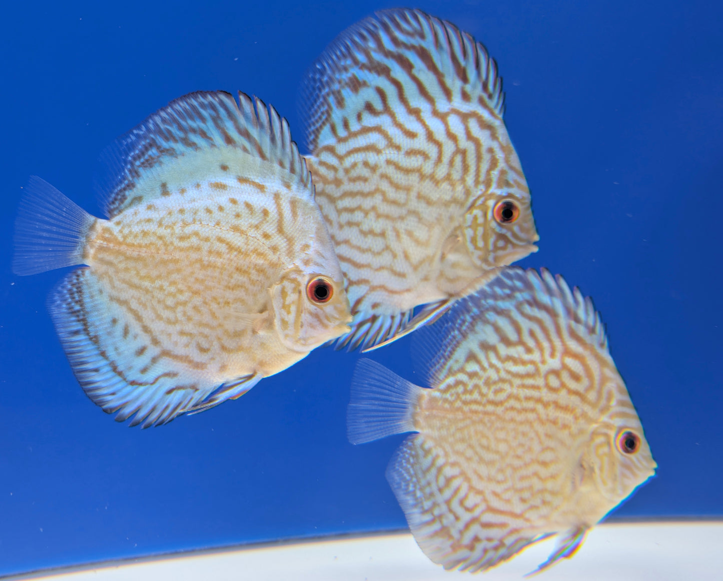 GIANT FLORAL DISCUS 3-3.5"