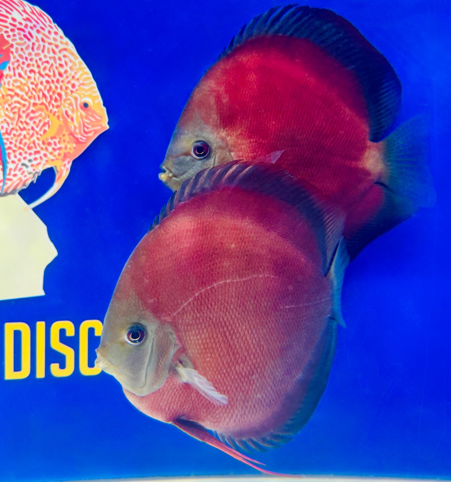 Red Cover Discus Jumbo Premium 6.5-7.5"