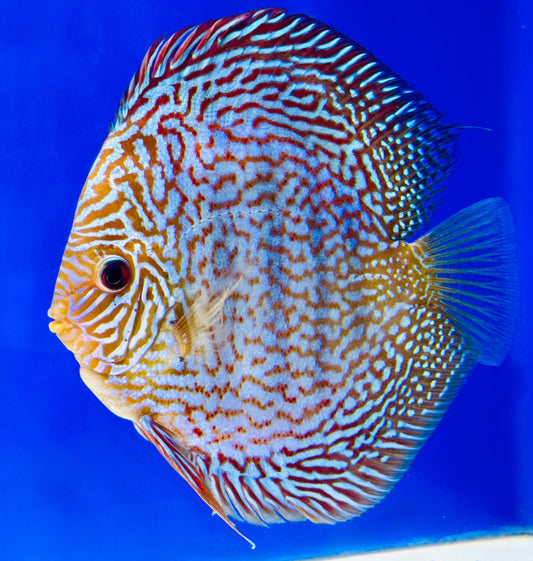 Maze Turquoise Discus 5-5.5"