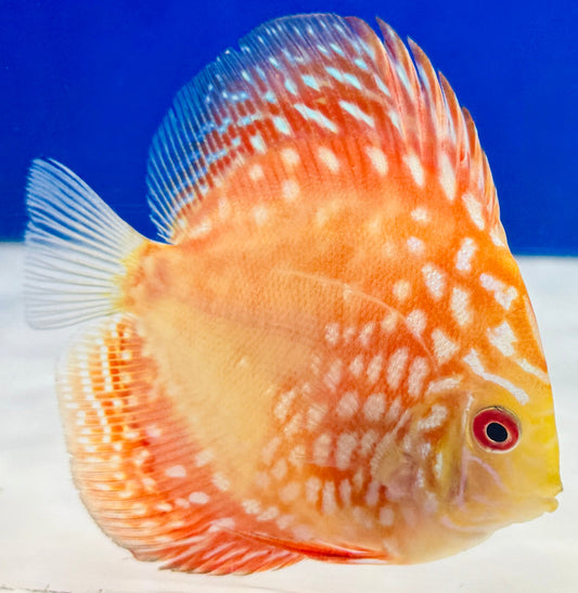 Pigeon Checkerboard Discus 3-3.5"