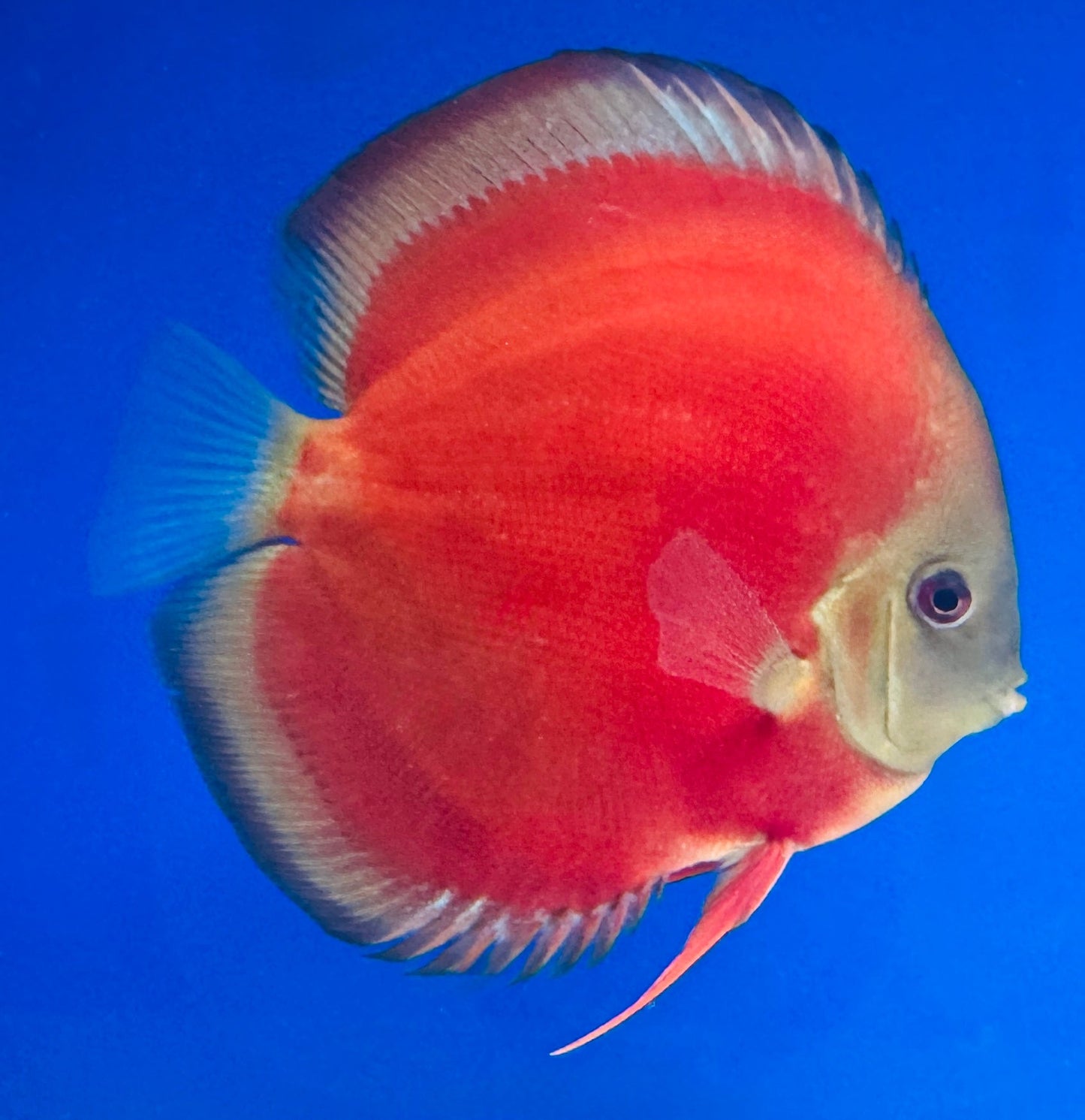 Red Cover Discus Premium 6-6.5"