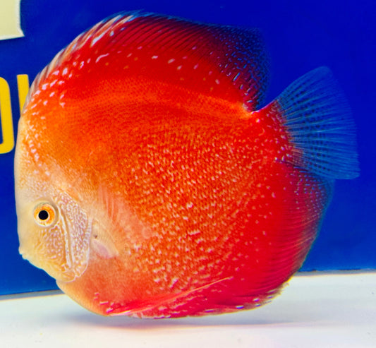 Moonlight Galaxy Discus 5-5.5"