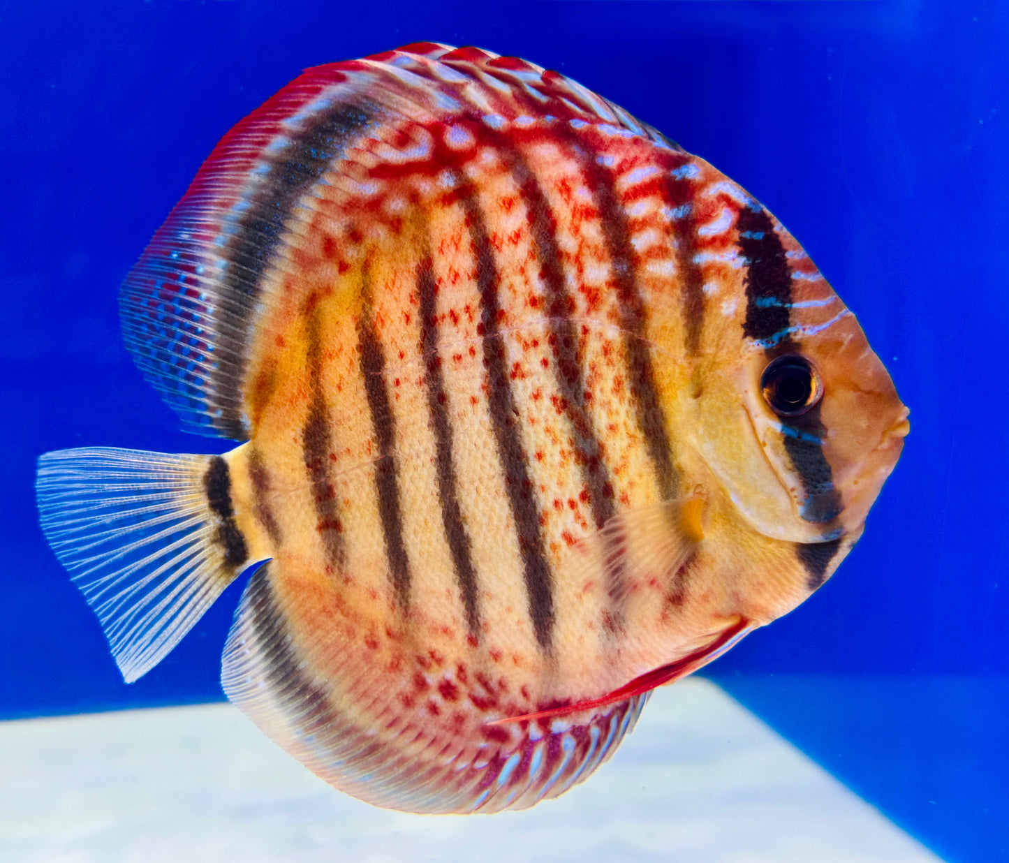 Wild Cross Red Iripixi Discus 5-5.5"