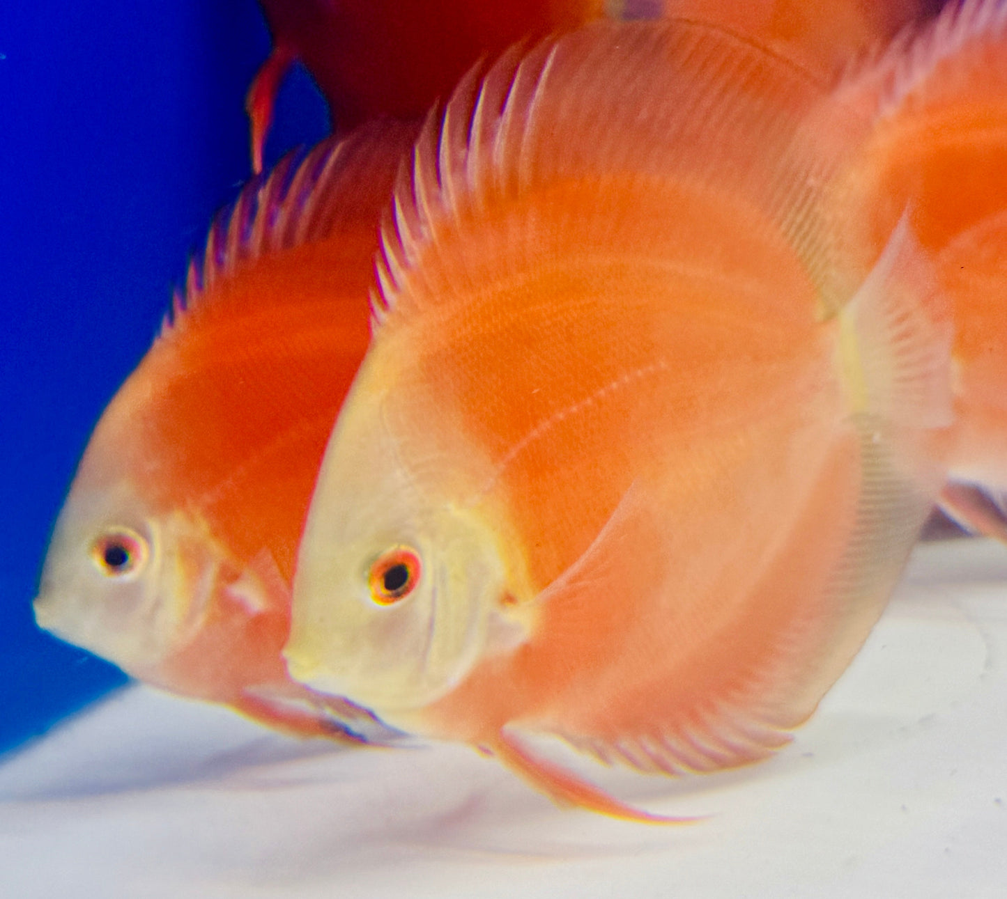 Red Golden Diamond Discus 4-4.5"