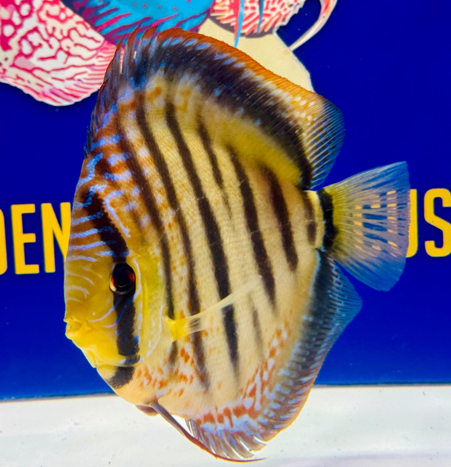 Wild Cross Yellow Paraconi Jumbo Premium Discus 6.5-7.5"