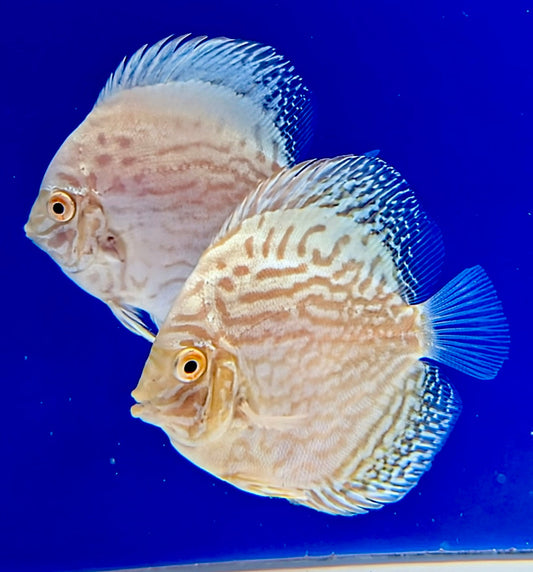 Albino White Butterfly Discus 3-3.5"