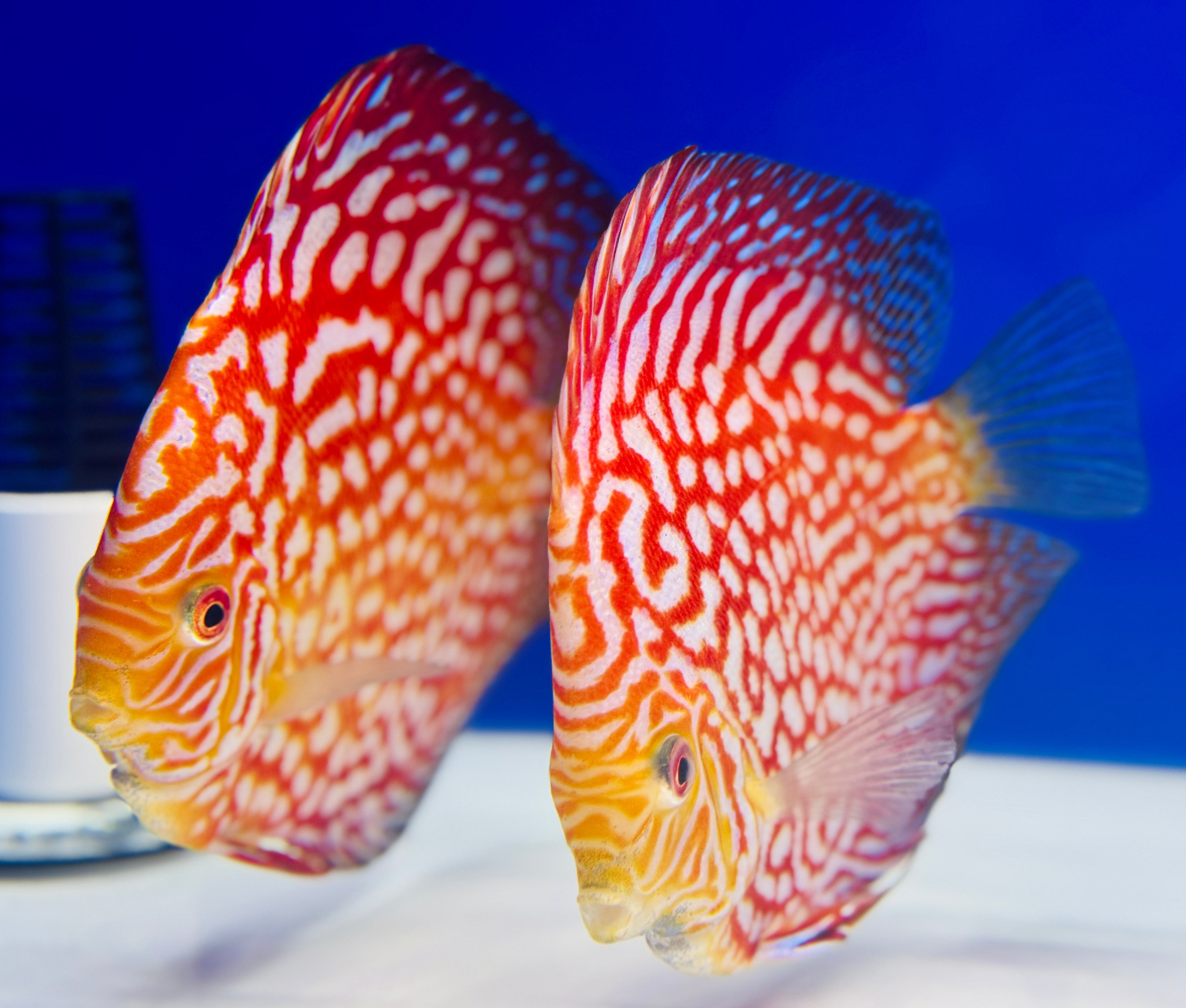 Discus High-Quality Bloodline Selection: Ultimate Guide to Excellence