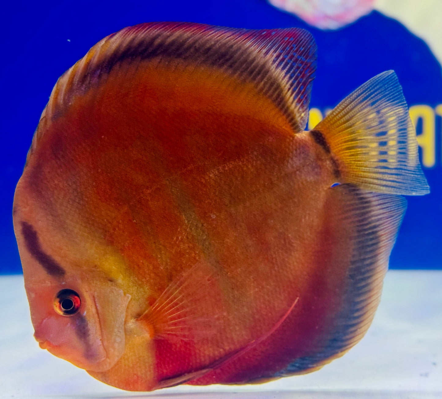 Sun Merah KL Premium Discus 6-6.5"