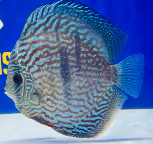 Blue Moon Heckle Cross Jumbo Premium 6.5-7.5"