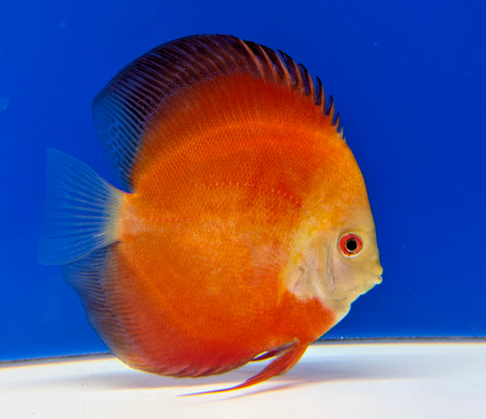 Red Golden Diamond Discus 4.5-5"