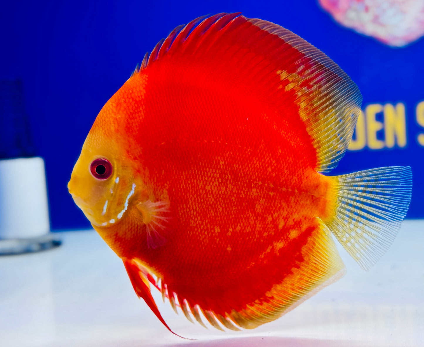 Melon Discus 5-5.5” (WYSIWYG)