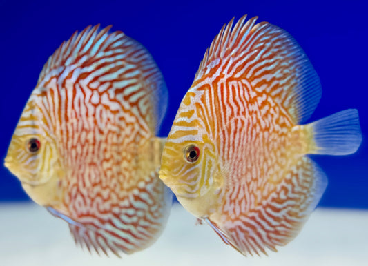 Indiana Tiger Discus 4-4.5"