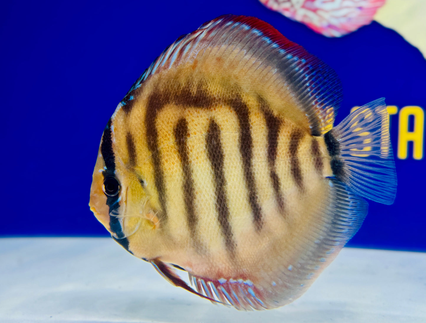 Red Cuipeua Cover Discus 6-6.5"