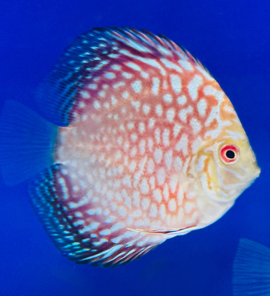 Majestic Pigeon Checkerboard Discus 3-3.5"