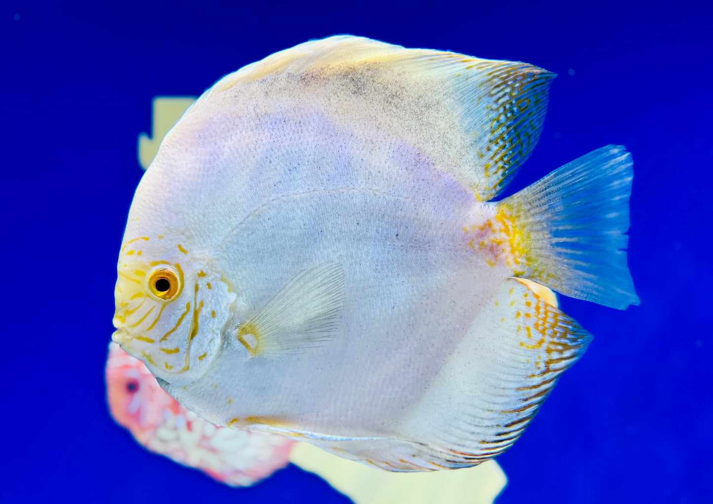 White Butterfly Jumbo Premium Discus 6.5-7.5"