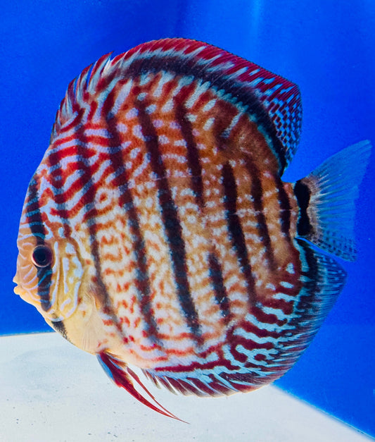 Royal Turquoise Heckle Cross KL Jumbo Premium Discus 6.5-7.5"