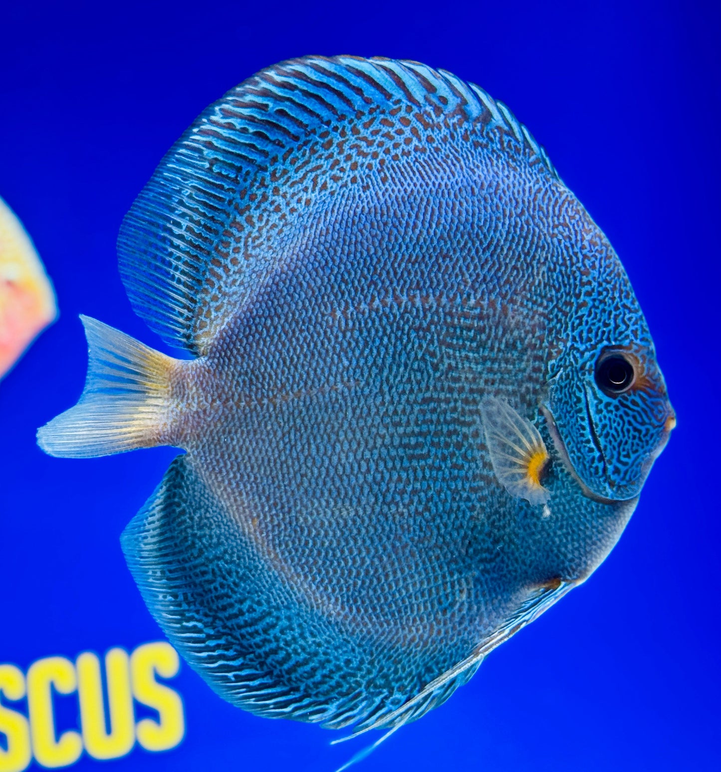 Dragon Snakeskin Premium Discus 6-6.5"