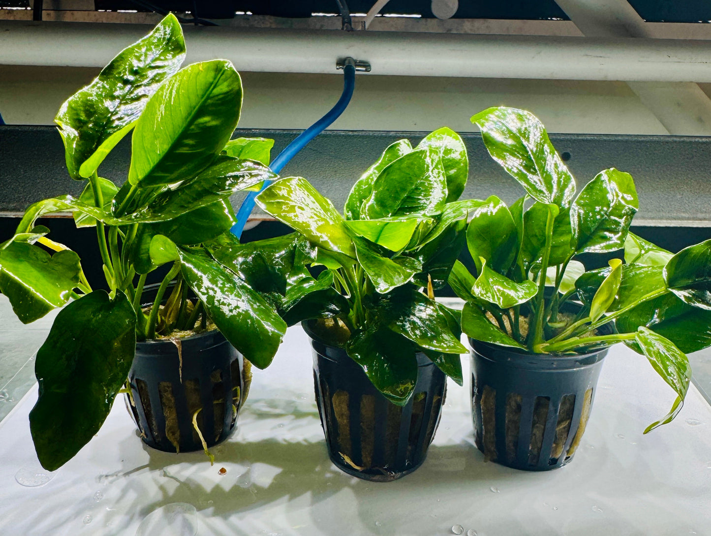 Anubias Nana "Medium Leaf"