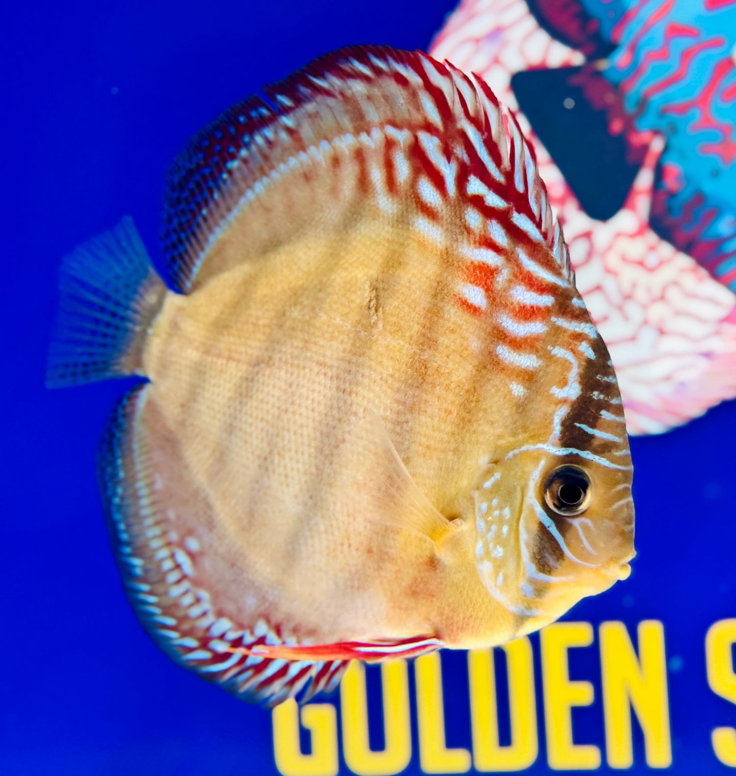 Wild Cross Red Iripixi Discus 5-5.5"