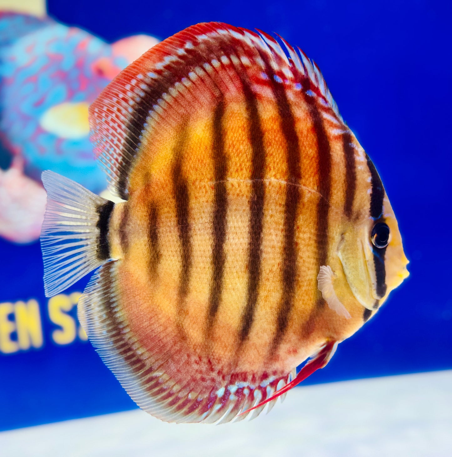 Wild Cross Red Iripixi Discus Premium 6-6.5"