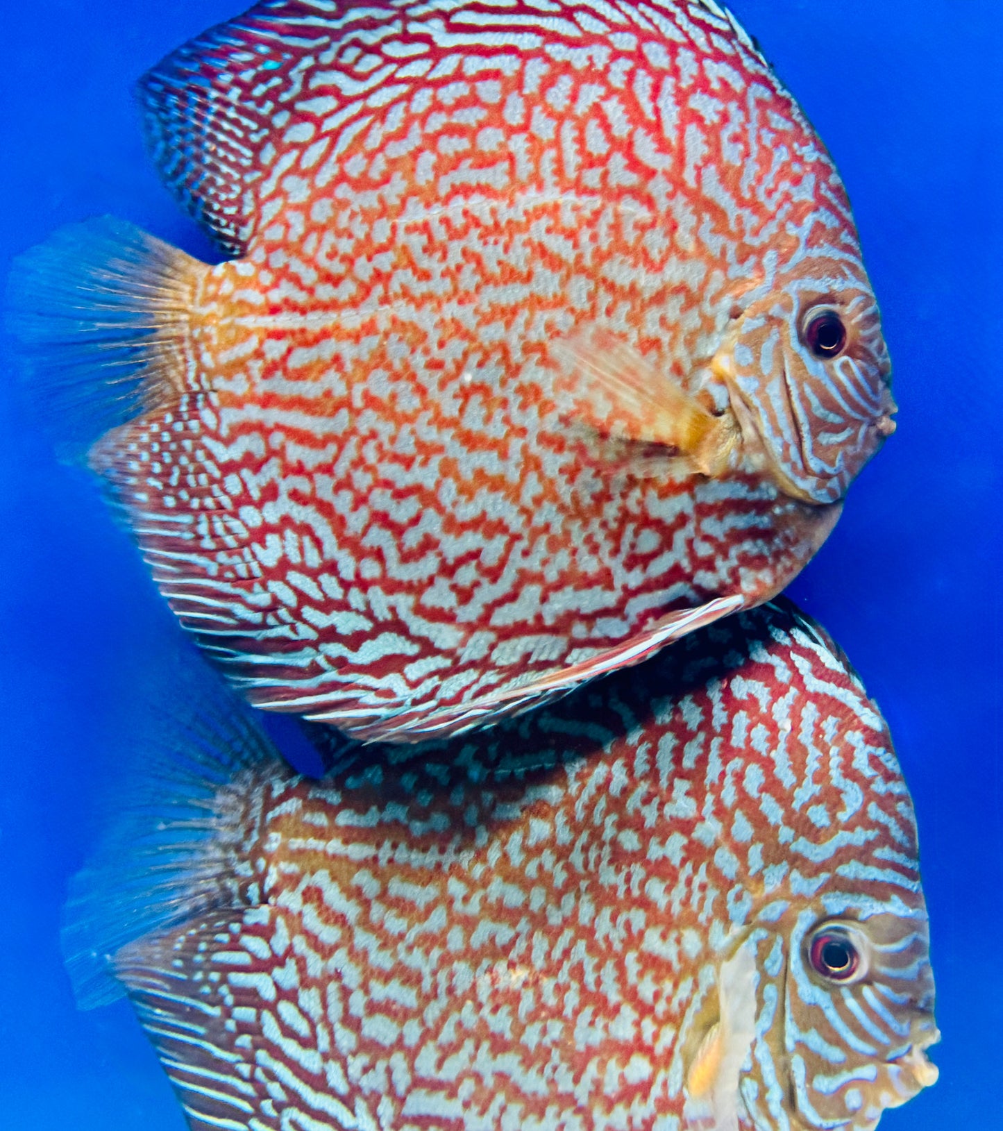 Maze Turquoise Jumbo Premium Discus 6.5-7.5"