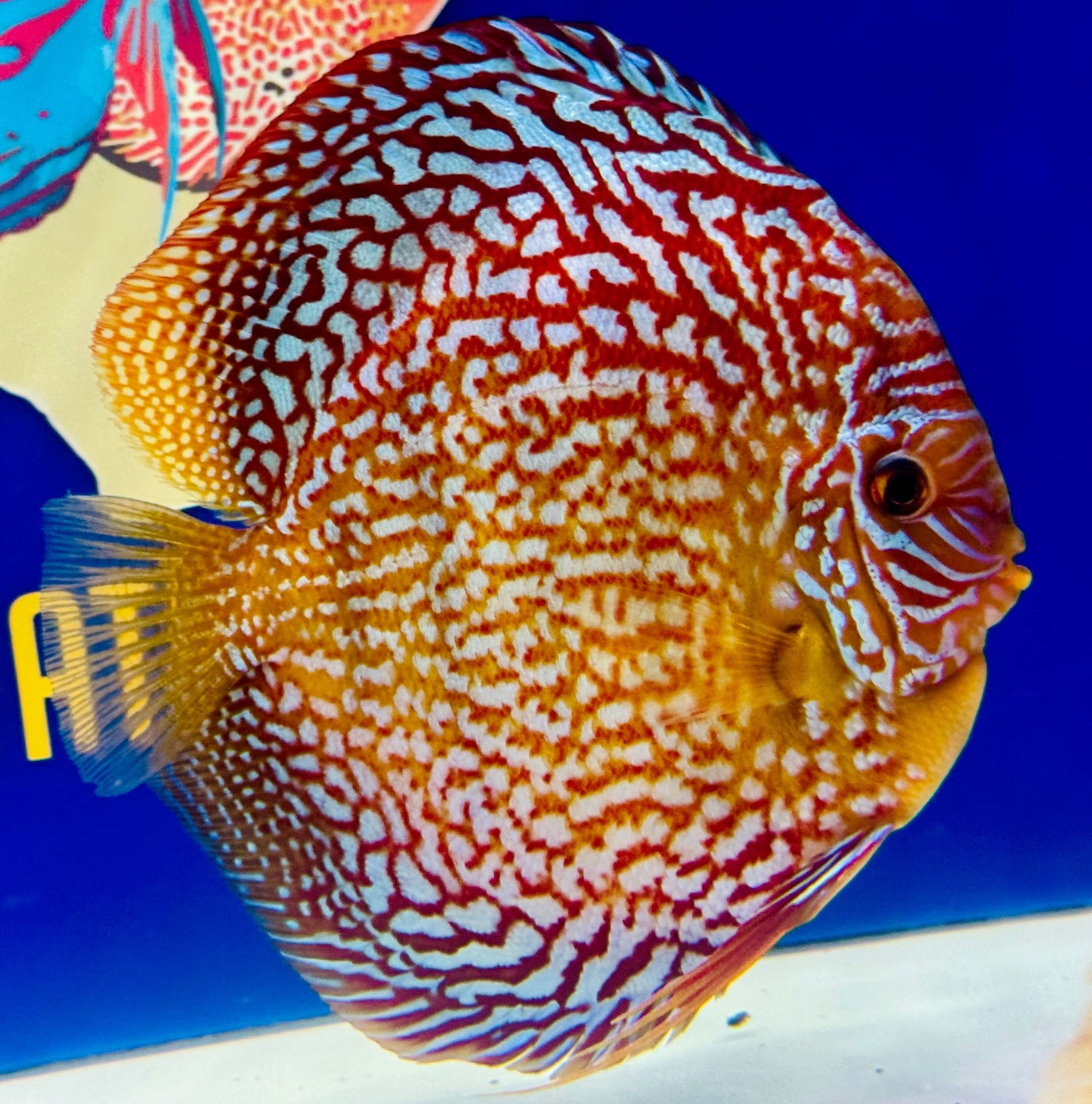 Starlight Galaxy Jumbo Premium Discus 6.5-7.5"