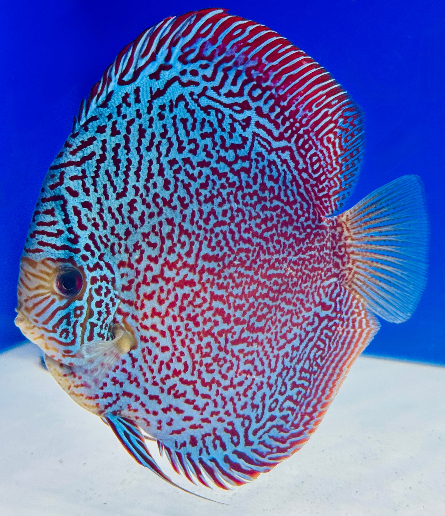 Premium Viper King Discus 6-6.5” (WYSIWYG) #2