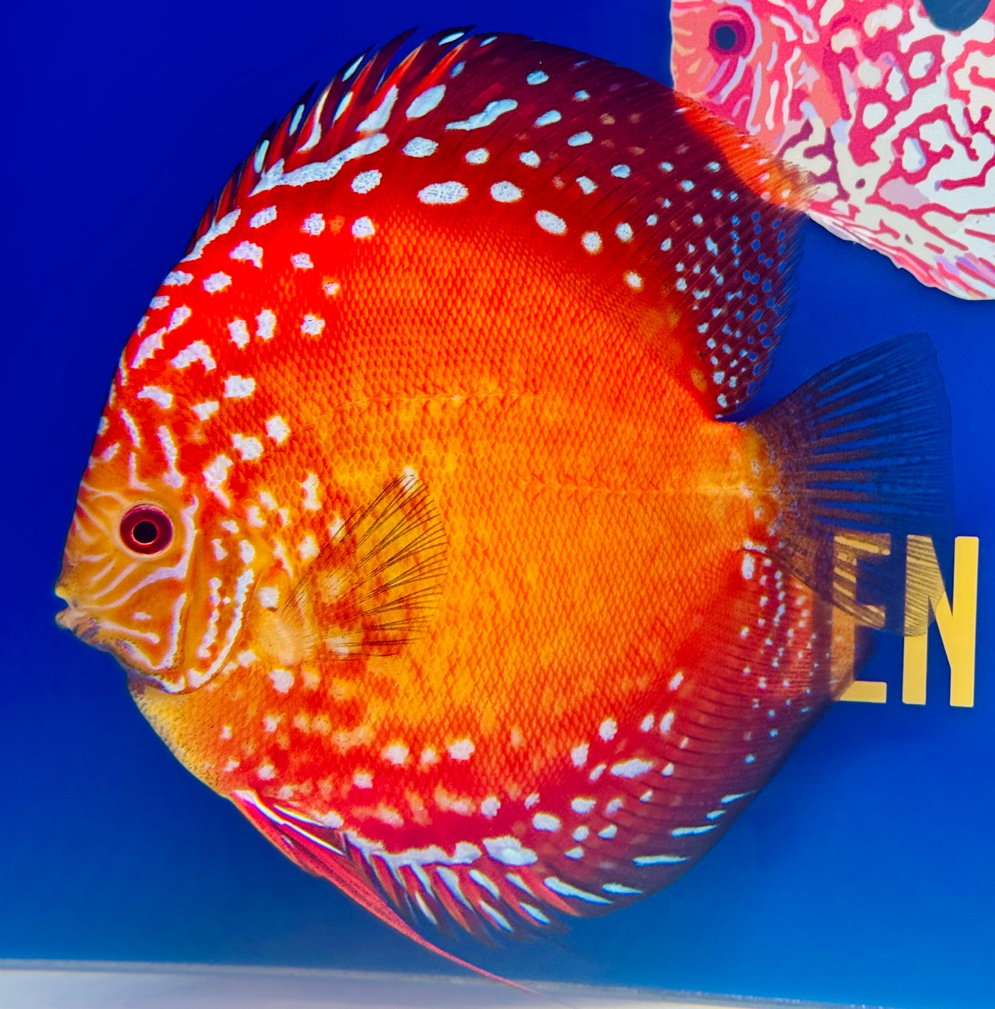 Jumbo Premium Mateor Pigeon Discus 6.5-7.5” (WYSIWYG) #1