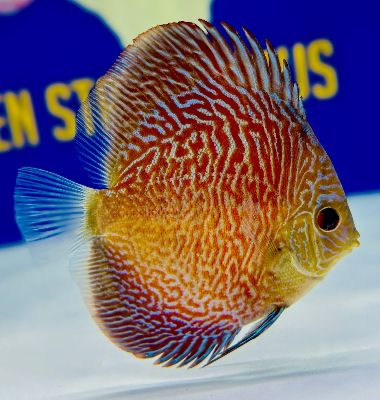 Tiger Snakeskin Discus 4-4.5"