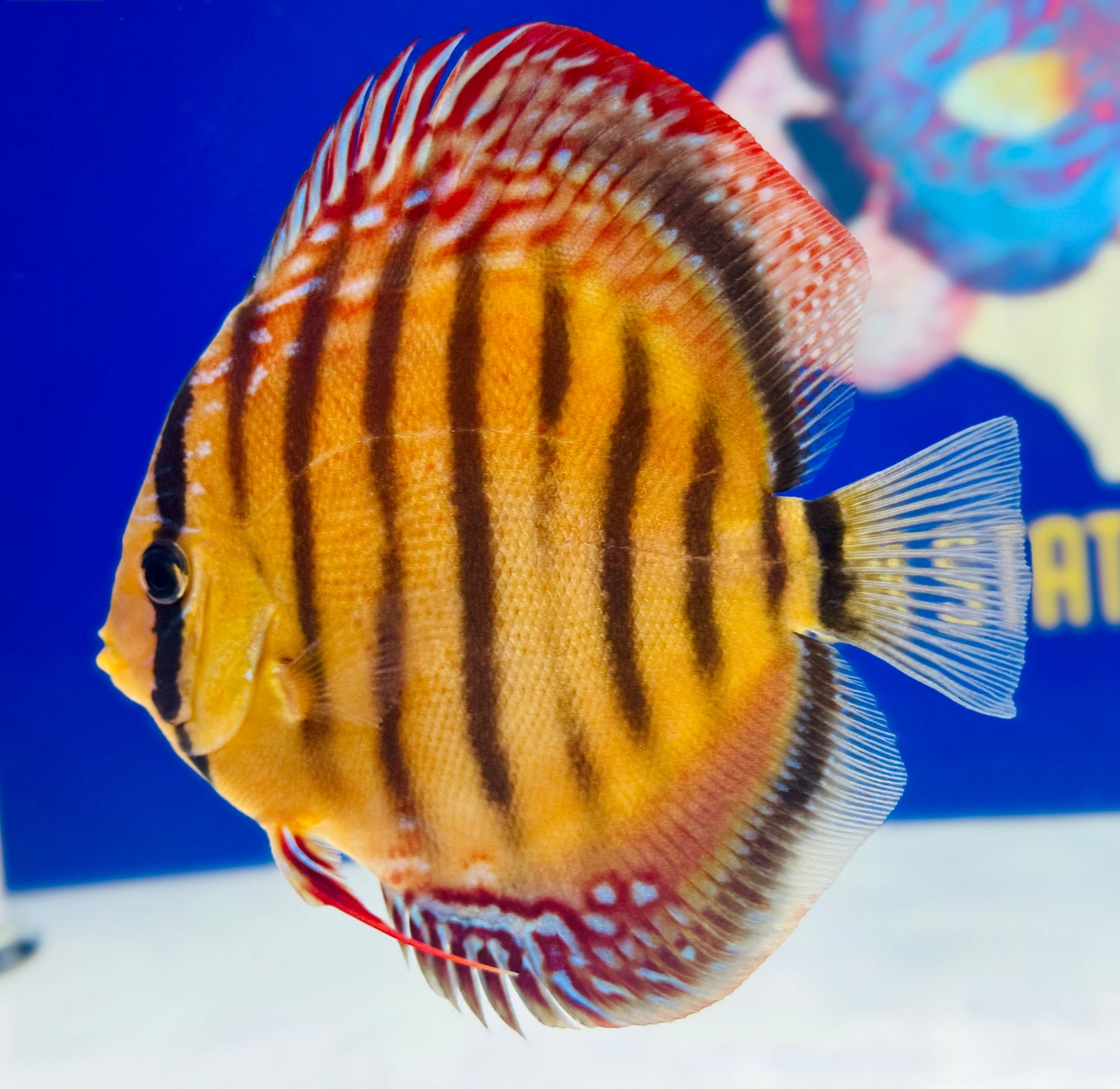 Wild Cross Red Iripixi Discus Premium 6-6.5"