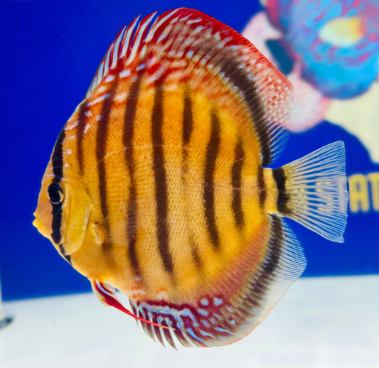 Wild Cross Red Iripixi Discus Premium 6-6.5"
