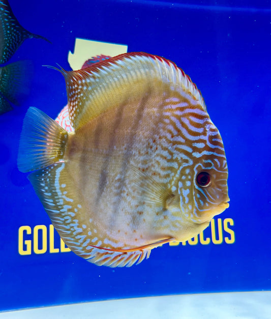 Wild Cross Royal Blue Jumbo Premium Discus 6.5-7.5"