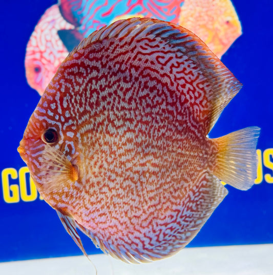 Majestic Fire Jumbo Premium Discus 6.5-7.5