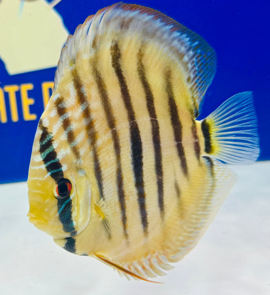 Paraconi Heckle Cross KL Discus 5-5.5"