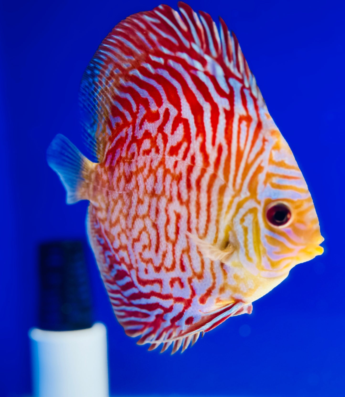 Indiana Tiger Discus 4.5-5"