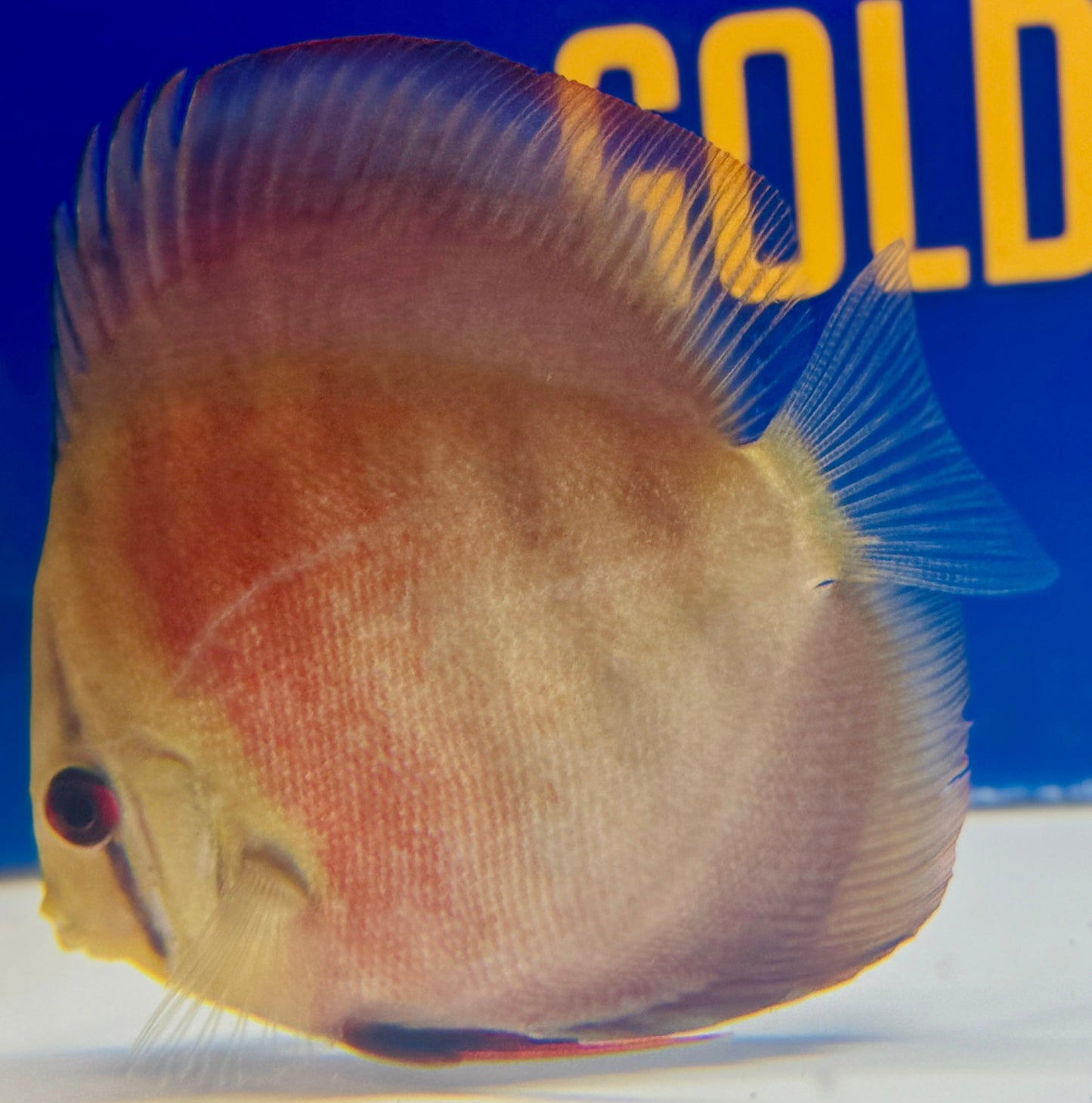 Red Cover Discus 4-4.5"