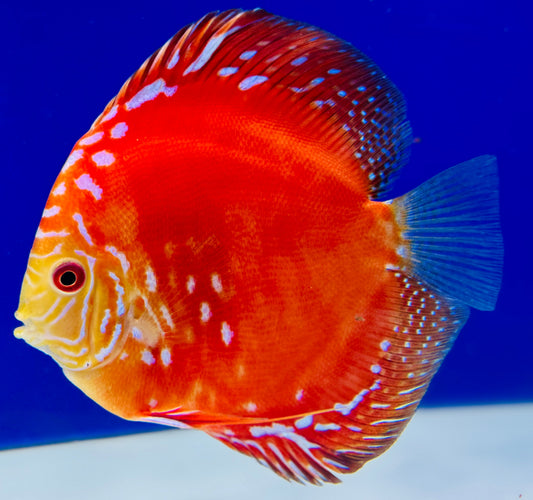 Mateor Pigeon Discus 5-5.5"