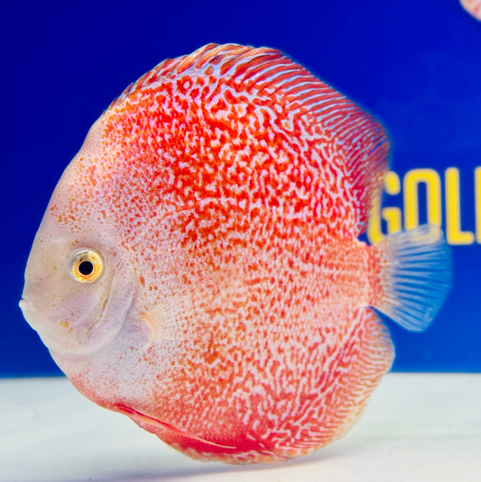 Snow Viper King Jumbo Premium Discus 6.5-7.5"