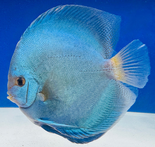 Reflection Deep Discus Premium Jumbo 6.5-7.5"