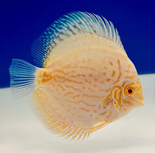 Albino White Butterfly Discus 4-4.5"