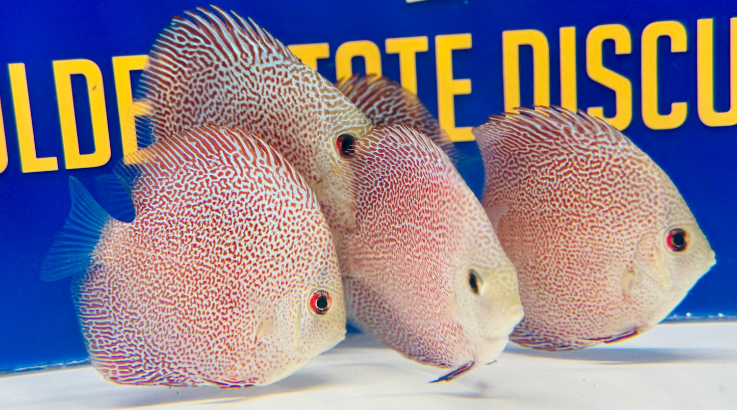 Panthera Discus 3-3.5"