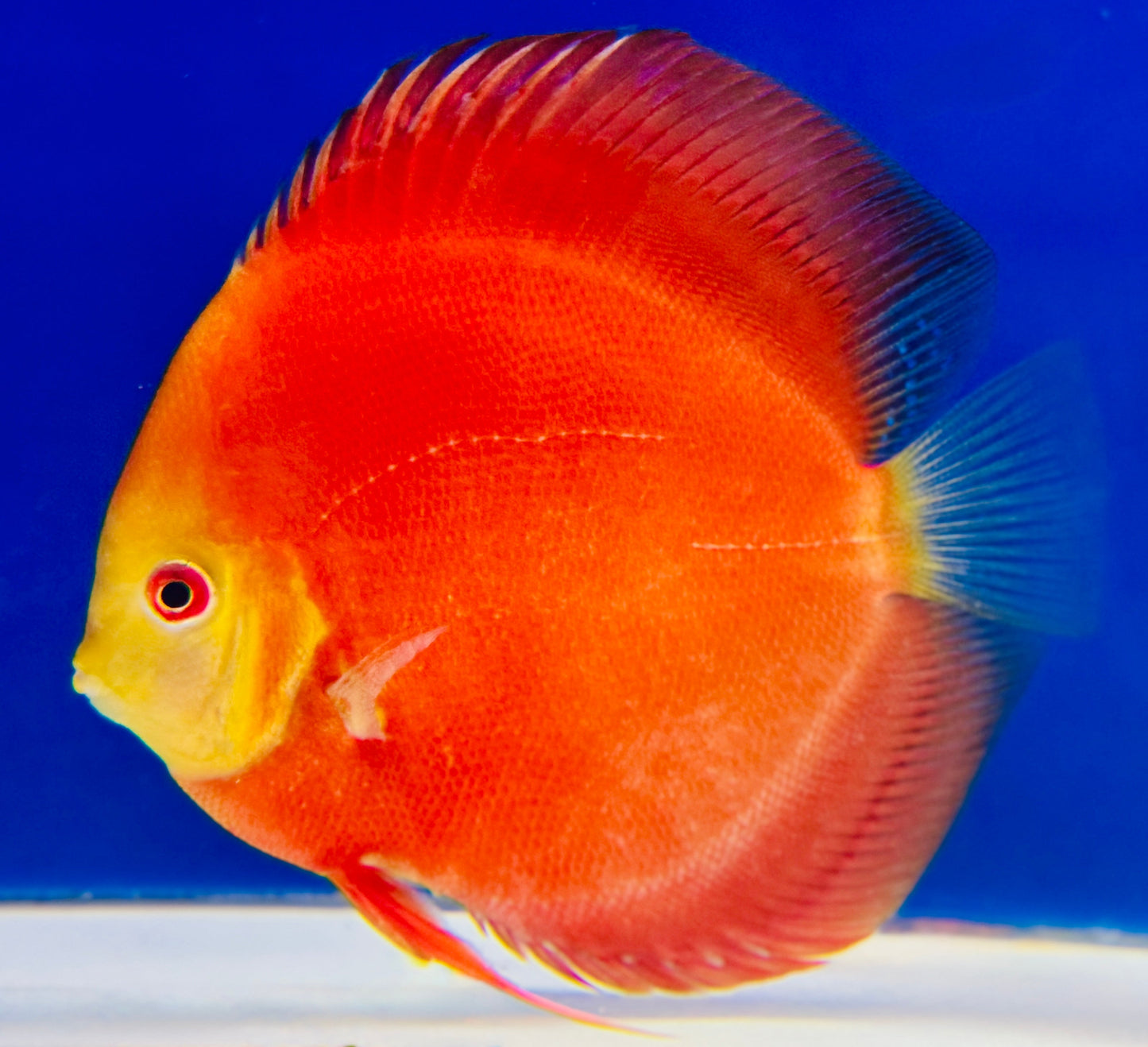 Melon Discus 5-5.5"