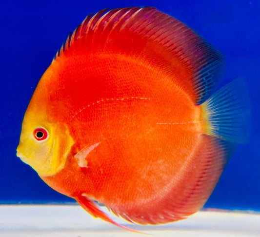 Melon Discus 5-5.5"