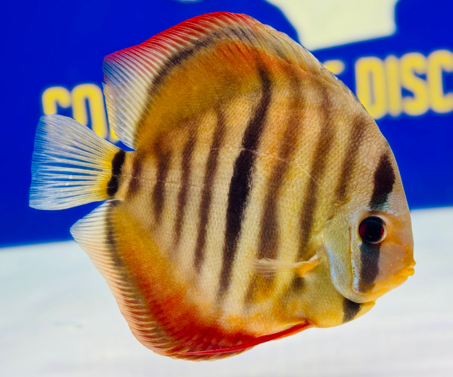 Ica Red Solid Discus 5-5.5” (WYSIWYG)