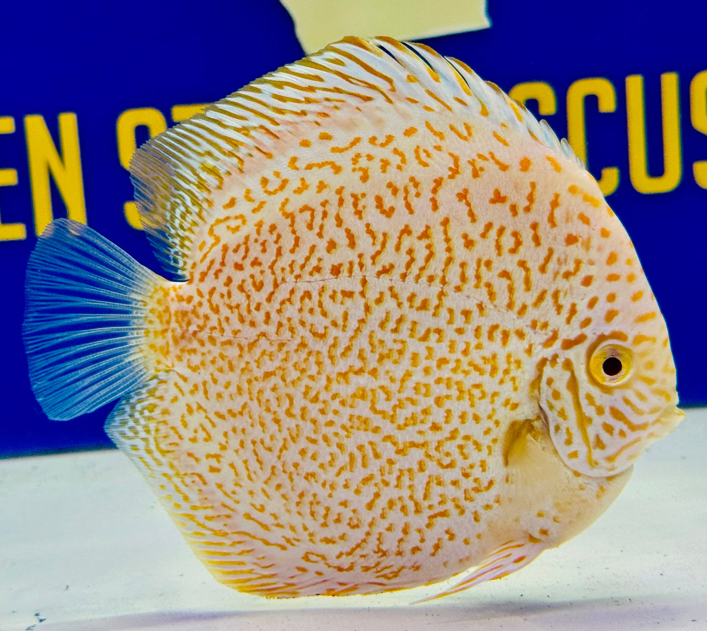 Albino Viper King Discus 4.5-5"