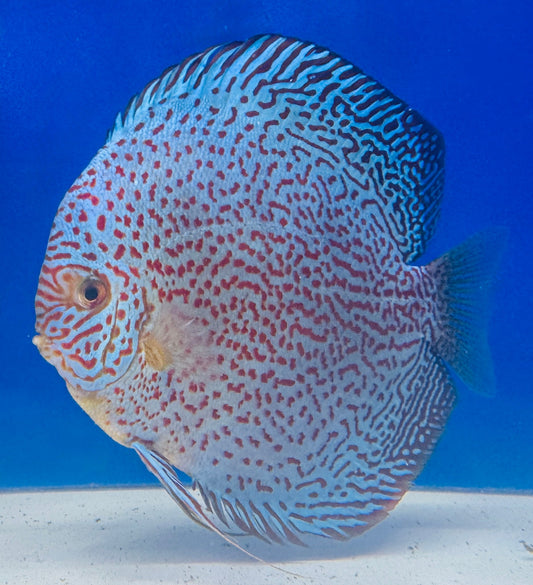 Viper King Discus Jumbo Premium 6.5-7.5"